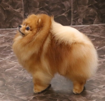 Jaqen at 7 years old