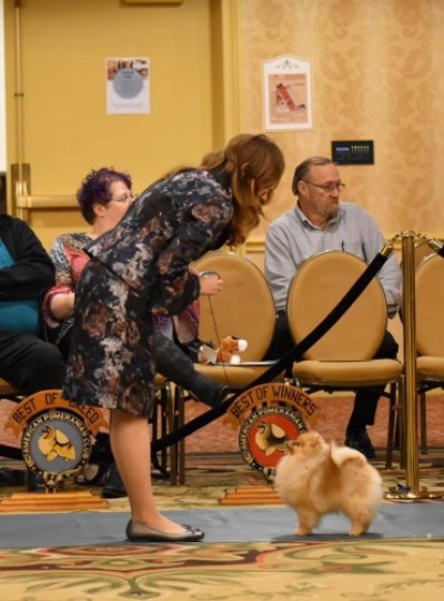 Ivan in the ring at the APC National Specialty where he placed 3rd in 9-12mos