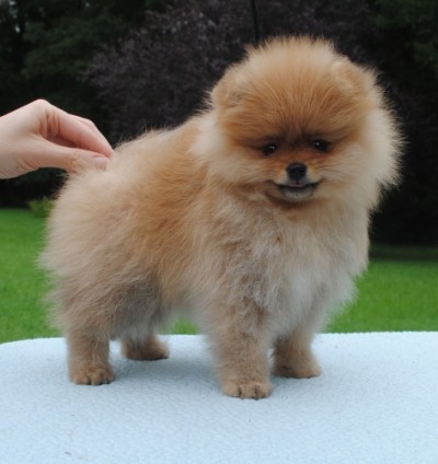 Aveline at 9 wks old