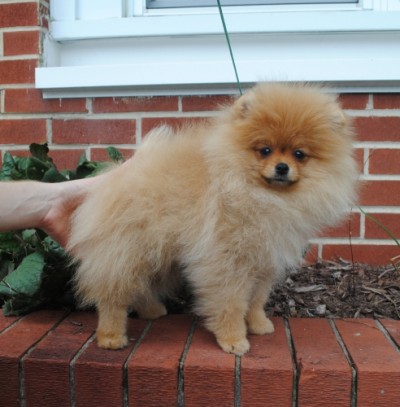 Aveline at 14 wks old