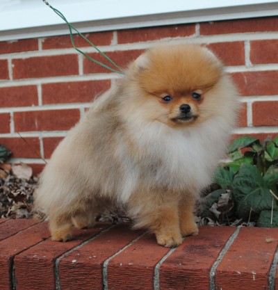 Dorian at 12 wks old