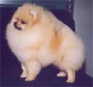 Starfire's Silverado