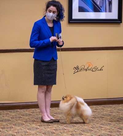 Freddie in the ring at 2 yrs old at the Bay Colony Pom Specialty. Photo by Naveen YN