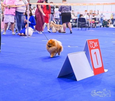 Cullen in the ring in Russia earning his Junior Russian Ch. title