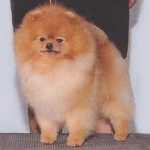 Mountain Crest Traveling Man