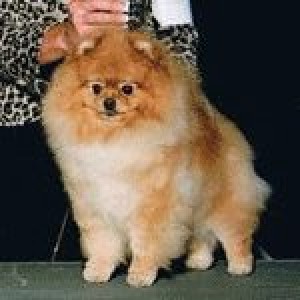 Pomhaven's The Heat Is On