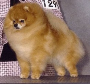 Pomhaven's Classically Bentley