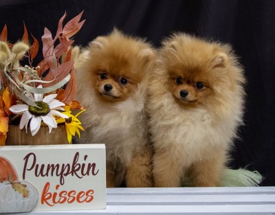 Alina (R) with her brother Aleks (L) at 5mos old. Photo by Nancy Donahue.