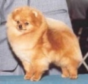 Celestial's Classic Image