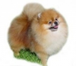 Bobii's Demolition Man O Micha