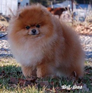 Bachman's All You Need Is Love