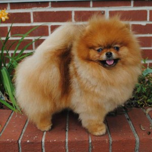 Silhouette's Swan Princess