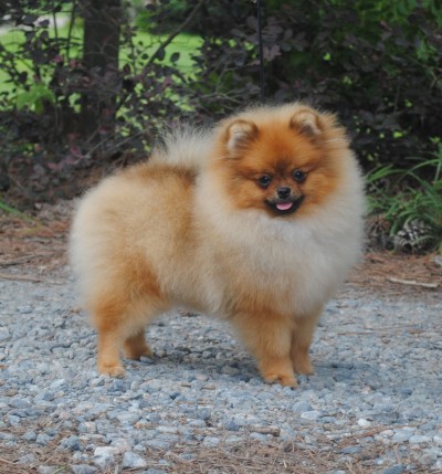 Shortcake at 7mos old