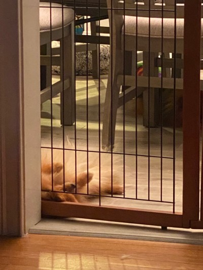 And that's the "ruff" life of a Silhouette Pom!