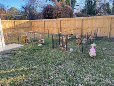 Several separate play yards allow the Poms to enjoy the fresh air.