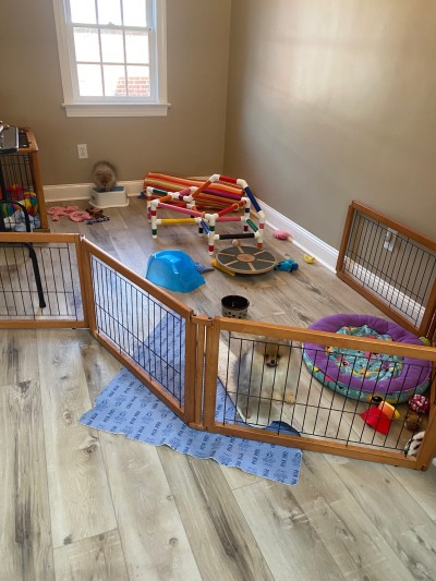 When old enough to enjoy the jungle gym and other obstacles, the puppies play in the kitchen in the breakfast nook just beside where I am working from home!