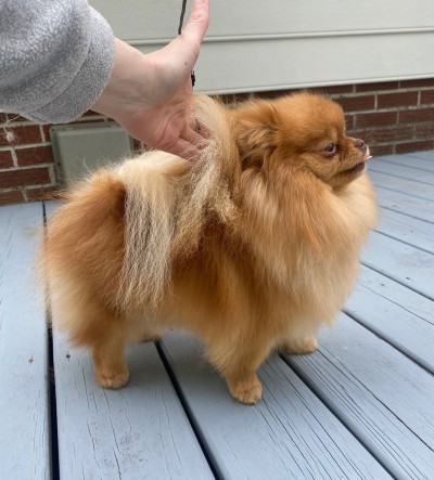 Juliet at 1 1/2 yrs old