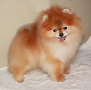 Heartland's Harpo of POE