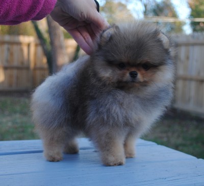 Alicent at 10 wks old