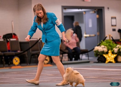 Alicent in the ring at the 2025 APC National Specialty where she won Best Junior Puppy In Sweepstakes!