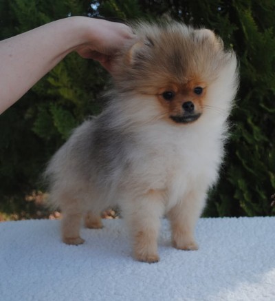 Pacey 4mos old