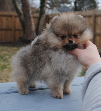 Pacey 9wks old