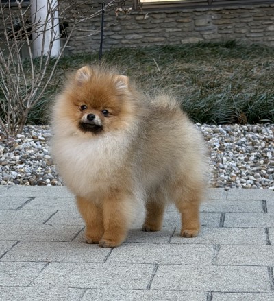 Swifty at 5mos old