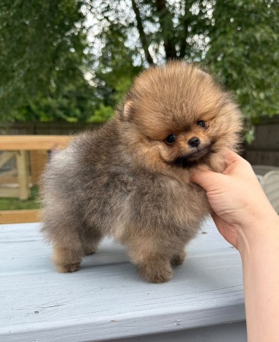 Daffy at 10 wks