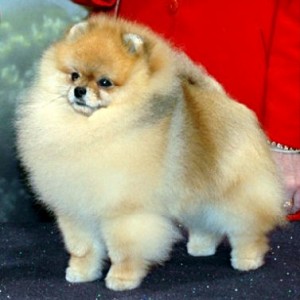 Rodi's CR King of Gondor