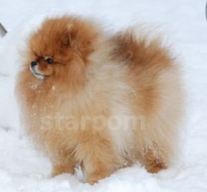 PJ's Sir Richard of Goldchip