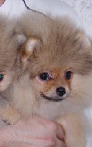 Tokie Chetah of Fire