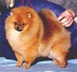 Rodi's Over The Rain Beau