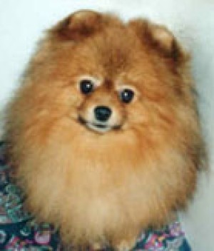 Bavanew's Rambo Goes Freelance