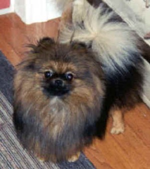 Bavanew's Angel On Damascusroad