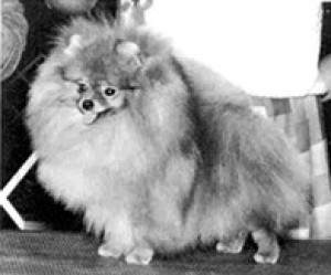 Rock N Robin of Oakridge