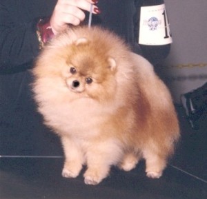 Star Haven's Righteous Rock