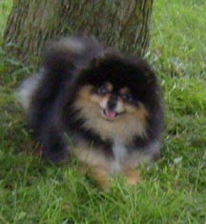 Star Haven Ohso's Story of Glory