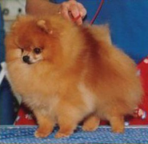 Jan-Shars The Terminator of Janesa