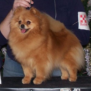 Razzle Dazzle Bluegrass Music