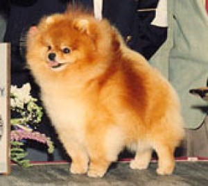 Starfire's I'm Too Sexy