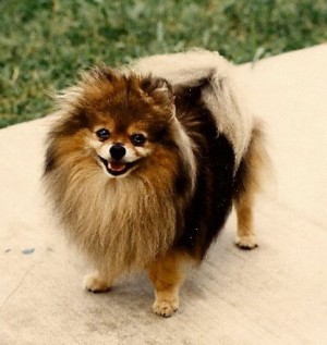 Bev-Nor's Sweet and Sassy