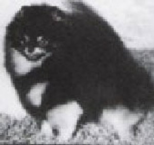 Kilpatricks Midnight Thunder