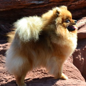 Silhouette's Shangri-La