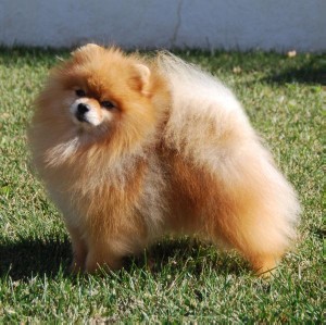 Showcase Boys Will Be Boys