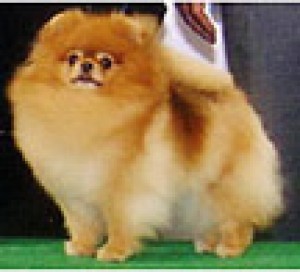 Tokie Try to Catch Me