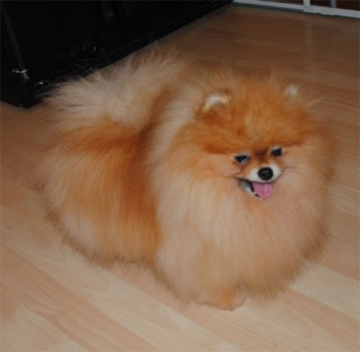 Chad at 7 1/2 before his hair cut