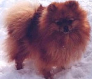 Foxworth First Class