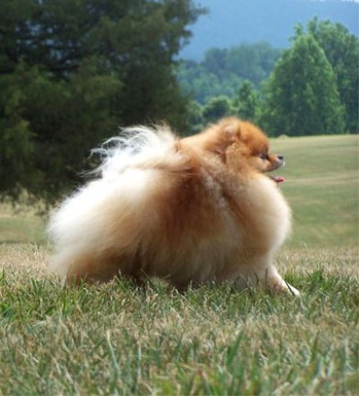 Chad at 3yrs old in Charlottesville, VA