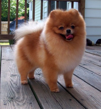 Cinnamon at 2 1/2 yrs old