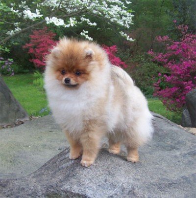 Cinnamon at 5 mos old in my parents' back yard in Wilmington, Delaware.